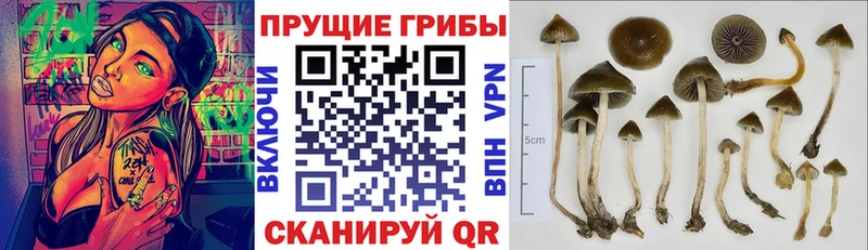 где можно купить   Скопин  Галлюциногенные грибы GOLDEN TEACHER 