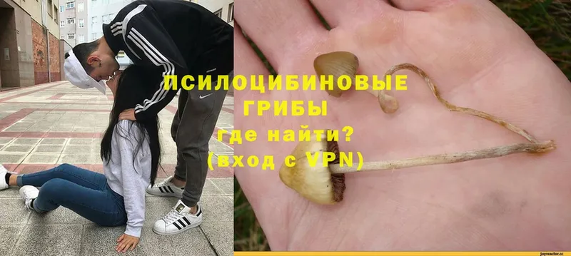 Псилоцибиновые грибы Psilocybine cubensis  как найти закладки  Скопин 