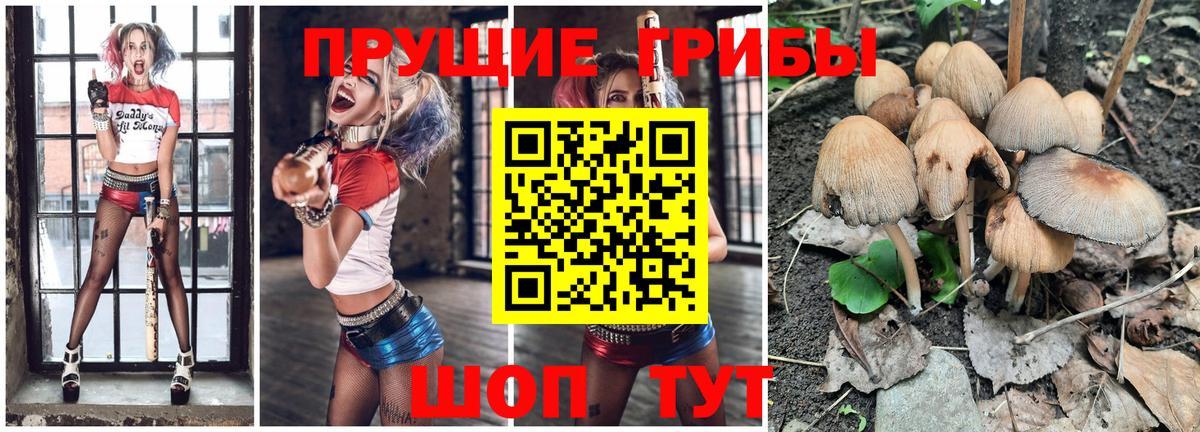 как найти наркотики  Скопин  Псилоцибиновые грибы GOLDEN TEACHER 